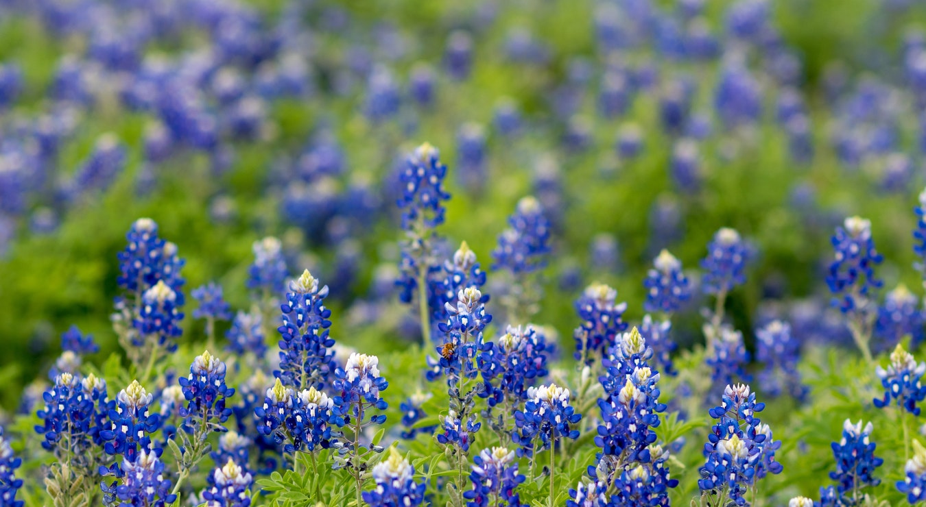 State of Texas Prayer  