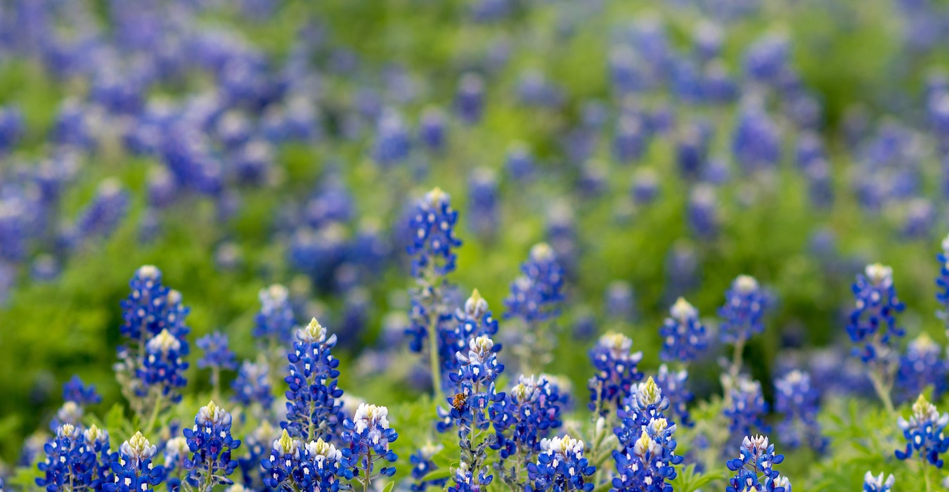 A Prayer for the State of Texas